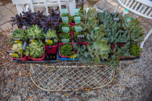 Tray of succulents for sale at White Cottage Flower Farm