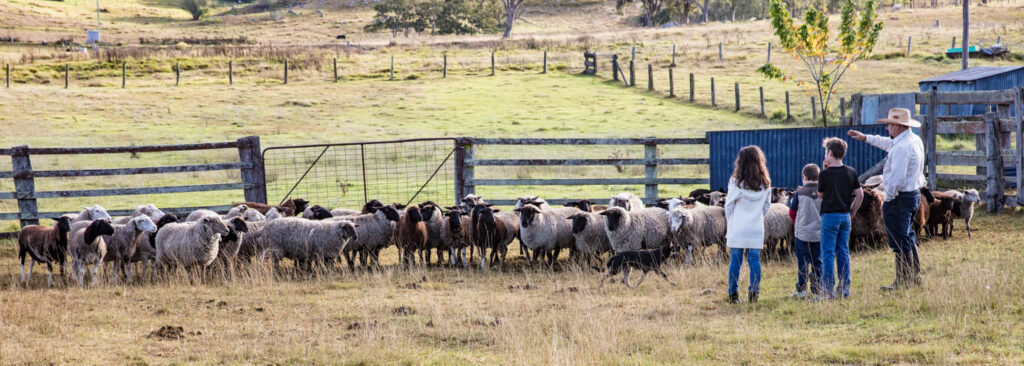 Visitors watching sheep in the yards at Arrajay Downs farm stay