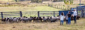 Visitors watching sheep in the yards at Arrajay Downs farm stay