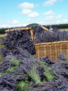 Baskets of freshly harvested lavender bunches at Aloomba Lavender