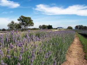 Lavender rows and grassy paths at Aloomba Lavender farm near Tenterfield