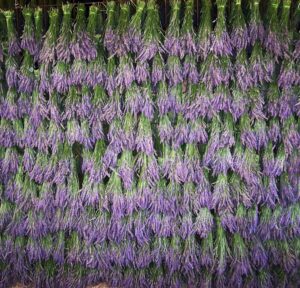 Bunches of harvested lavender hanging to dry at Aloomba Lavender