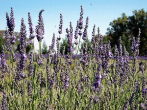 Lavender flower spikes in bloom at Aloomba Lavender farm