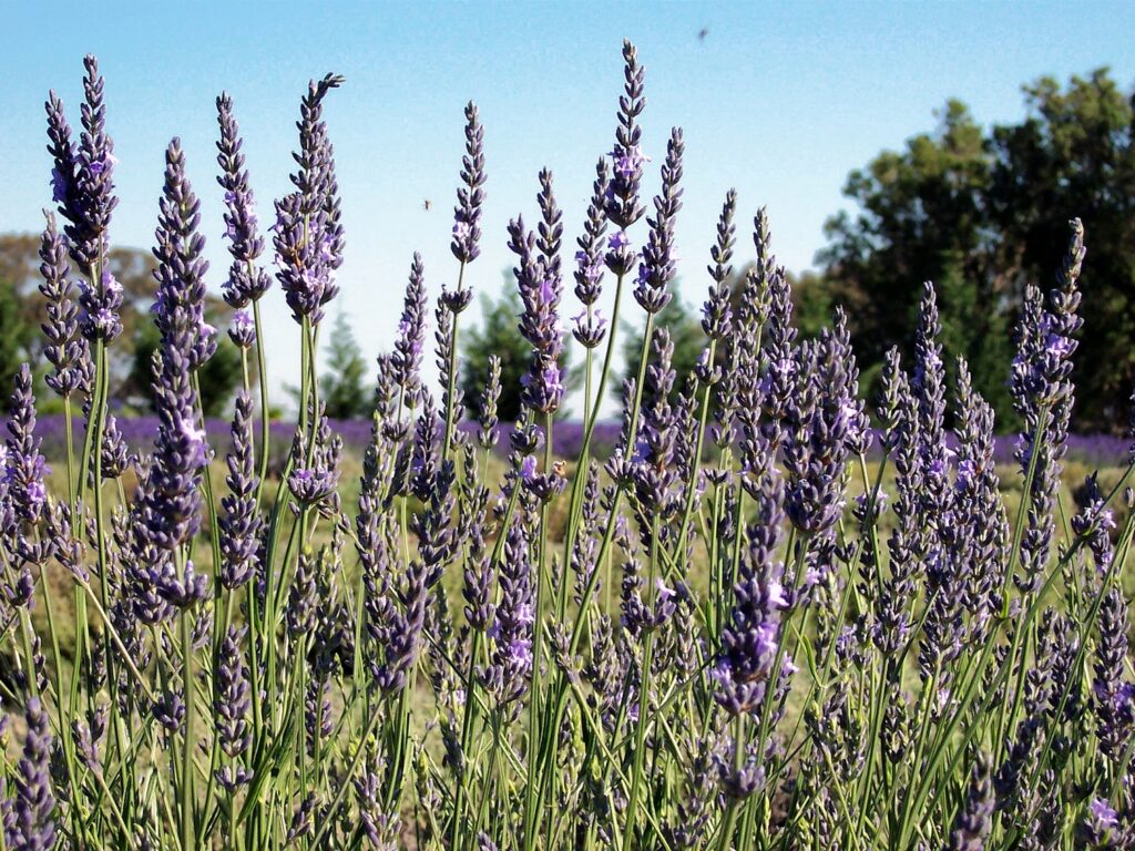 Lavender flower spikes in bloom at Aloomba Lavender farm