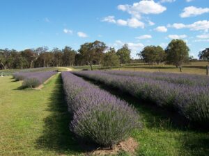 Long rows of purple lavender under a blue sky at Aloomba Lavender