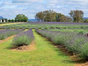 Rows of lavender in flower stretching across the farm at Aloomba Lavender