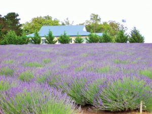 Rows of flowering lavender leading to the white farmhouse at Aloomba Lavender