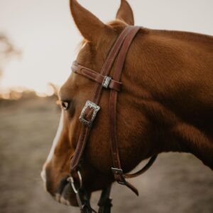 Chestnut horse wearing a handmade leather bridle by Matilda Made Leather