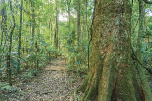 Rainforest walking track past a large buttressed tree in Tooloom National Park