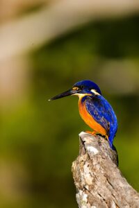 Azure kingfisher perched on a stump at Cullendore High Country