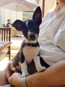 Puppy being cuddled at a table at The Courtyard Cafe