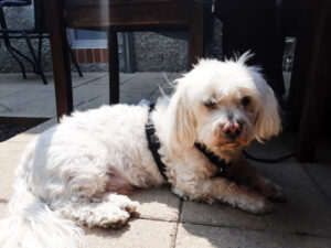 Small white dog relaxing in the courtyard at the dog-friendly Courtyard Cafe