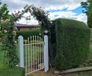Rose arch and white picket gate through the hedge at Behind The Hedge B&B