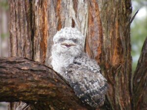 Tawny frogmouth roosting against tree bark at Lanikai
