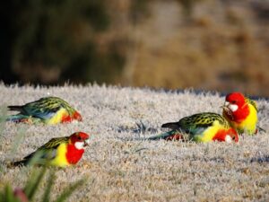 Eastern rosellas feeding on frosty grass at Mistral Hill