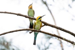 Pair of rainbow bee-eaters on a branch at Wunglebung, photo by Peter Hardin