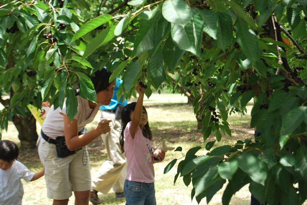 Children picking cherries from the tree at Cherrydale Orchard