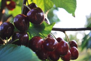 Ripe dark cherries hanging on the tree at Cherrydale Orchard