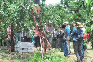 Group of visitors picking cherries from ladders at Cherrydale Orchard