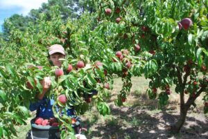Picker harvesting ripe peaches in the orchard at Cherrydale