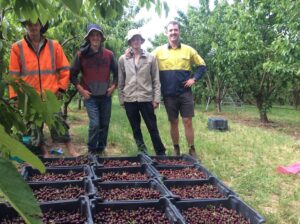 Workers standing behind trays of sorted cherries at Cherrydale Orchard