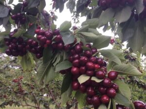 Heavy clusters of ripe cherries on the branch at Cherrydale Orchard