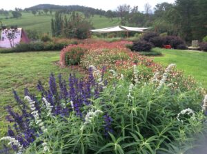 Colourful flower gardens with shade sails at Cherrydale Orchard