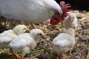Hen with her chicks foraging in the straw at Cullendore High Country