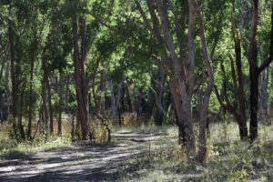 Walking track through shaded forest at Currys Gap