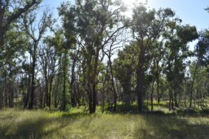 Sunlight through the stringybark forest at Currys Gap