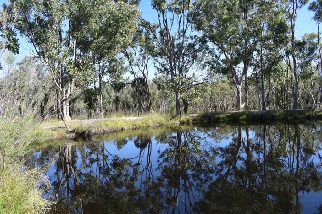 Still dam reflecting gum trees at Currys Gap State Conservation Area