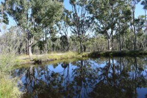 Still dam reflecting gum trees at Currys Gap State Conservation Area