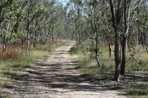 Dirt track through open eucalypt forest in Currys Gap State Conservation Area