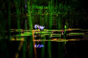 Purple waterlilies reflected in a still pond at Cullendore High Country