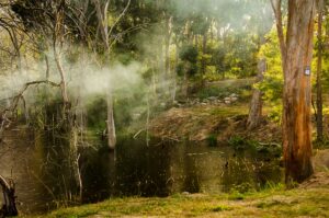 Morning mist rising through gum trees over the creek at Cullendore High Country