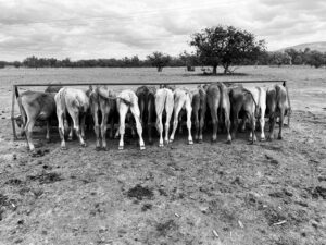 Cattle lined up at the feed trough at Roseneath Station, in black and white