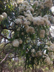 White blossoms covering a flowering gum at 2 Wild Souls Meadery