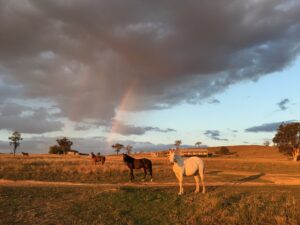 Horses grazing under a rainbow at Roseneath Station Farm Stay