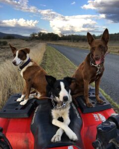 Two working dogs perched on a quad bike at Roseneath Station
