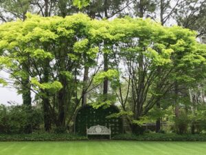 White garden bench beneath a golden elm on the lawn at Glenrock Gardens