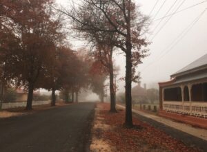 Autumn fog over the tree-lined street outside Strauss Cottage