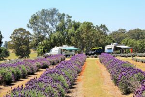 Caravans camped beside flowering lavender rows at Aloomba Lavender Camping and B&B