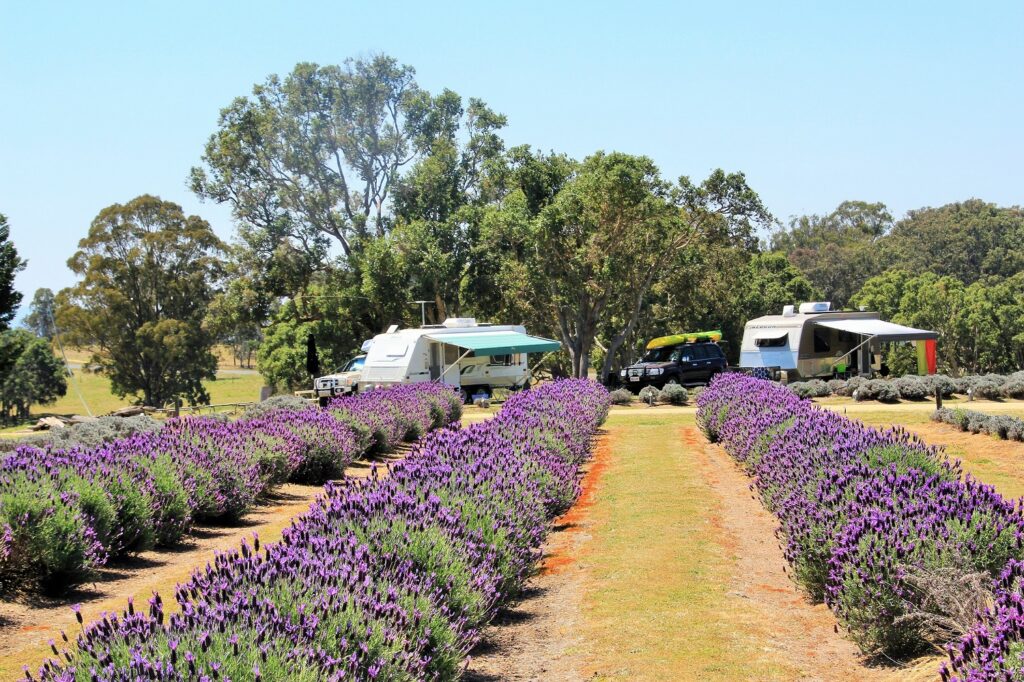 Caravans camped beside flowering lavender rows at Aloomba Lavender Camping and B&B