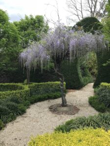 Wisteria arch over the gravel path at Glenrock Gardens