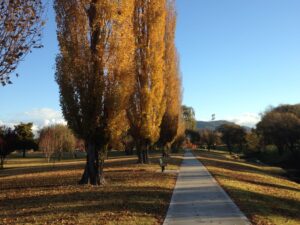 Golden poplars lining the Tenterfield Shared Cycleway in autumn