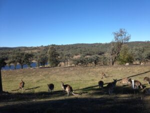 Mob of kangaroos grazing by the water at Glenlyon Dam
