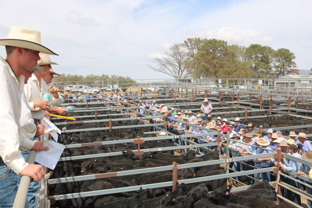 Buyers watching the sale yards at a Ray White Rural livestock auction