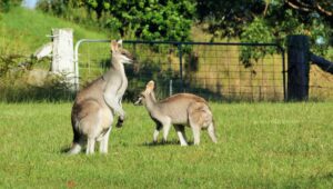 Pair of kangaroos with a joey on the grass at Cullendore High Country