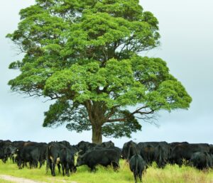 Cattle grazing beneath a large shade tree at Cullendore High Country