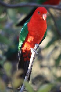 Australian king parrot perched on a branch at Cullendore High Country